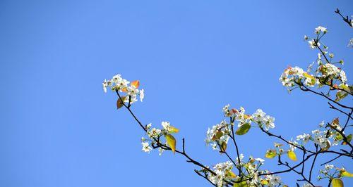 梨花之美（探寻梨花花语与象征意义）