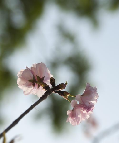 春之美——浪漫樱花的花语与品种特色（探寻冬樱花、重瓣樱花和樱花草的独特韵味）