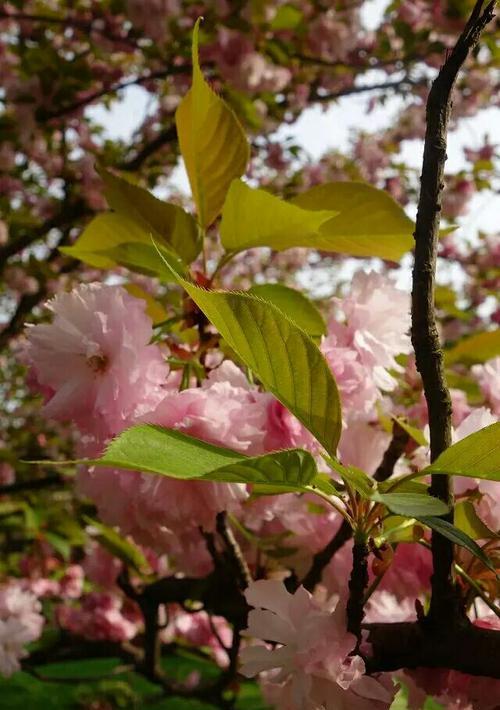春之美——浪漫樱花的花语与品种特色（探寻冬樱花、重瓣樱花和樱花草的独特韵味）