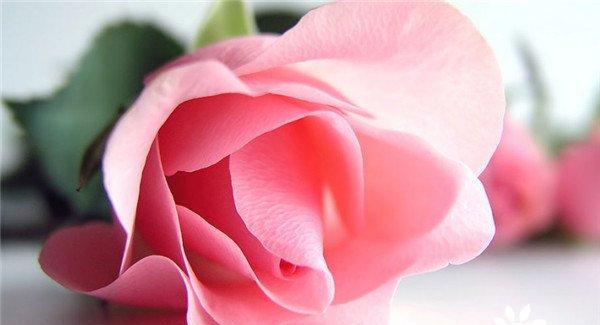 探寻22朵玫瑰花语（了解花语传递的真谛，感受爱情的深刻内涵）
