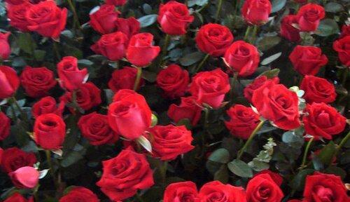 29朵玫瑰花的花语与意义（用花言巧语表达爱意，29朵玫瑰传递的情感信息）