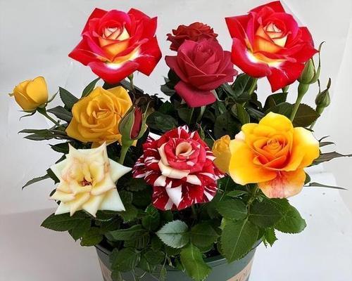 揭秘玫瑰花颜色的含义（不同颜色的玫瑰花背后所代表的涵义）