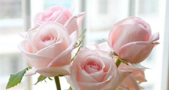 33朵粉玫瑰的花语——爱情的承诺（用33朵粉玫瑰传递永恒的爱情承诺）
