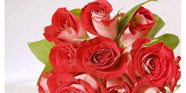 36朵玫瑰的花语含义——爱的真谛（玫瑰36朵，情意浓浓，如何解读？）