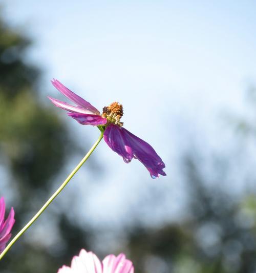 格桑花花语（传递祝福的美丽之花）