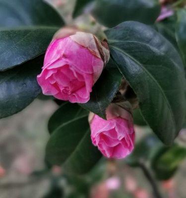 白茶花——寓意高贵的纯洁之花（品味白茶花的独特花语）