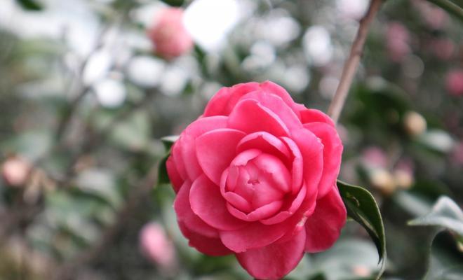 白茶花——寓意高贵的纯洁之花（品味白茶花的独特花语）