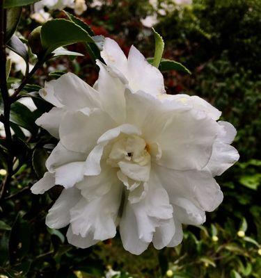 白茶花——寓意高贵的纯洁之花（品味白茶花的独特花语）