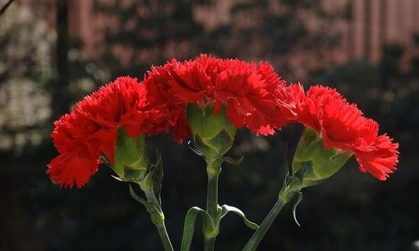 红色康乃馨花语与寓意（探寻鲜花背后的情感世界）
