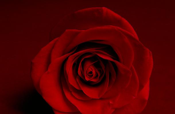 红玫瑰花语与寓意（探究红玫瑰的真正含义，揭示花语与寓意）