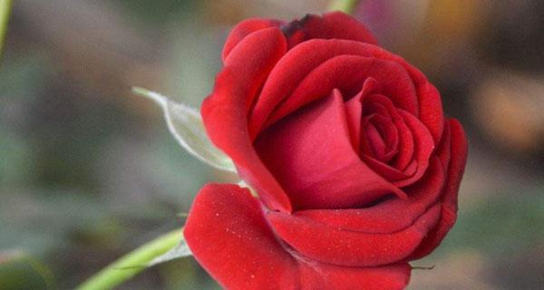 红玫瑰花语与寓意（探究红玫瑰的真正含义，揭示花语与寓意）