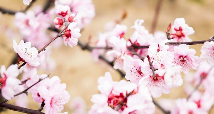 探秘“桃花花语”的深层意义（解读桃花花语中蕴含的情感与寓意）