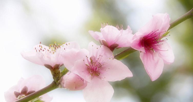 探秘“桃花花语”的深层意义（解读桃花花语中蕴含的情感与寓意）