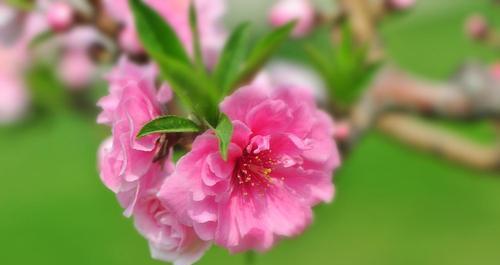 探秘“桃花花语”的深层意义（解读桃花花语中蕴含的情感与寓意）