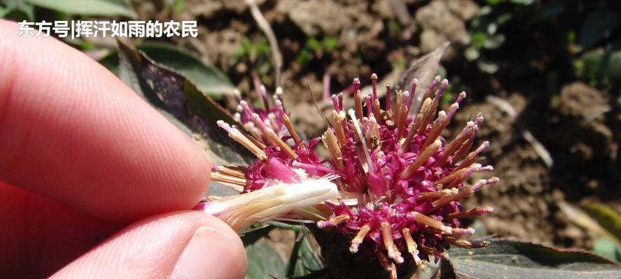 食人花的花语（探究食人花在不同文化中的象征意义）