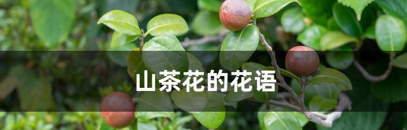 白色山茶花的花语（美丽、神秘、纯洁的山茶花）