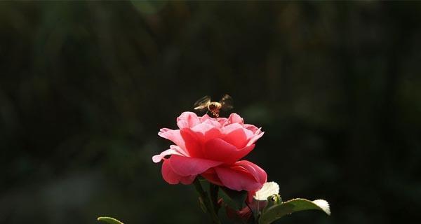 白色山茶花的花语（美丽、神秘、纯洁的山茶花）