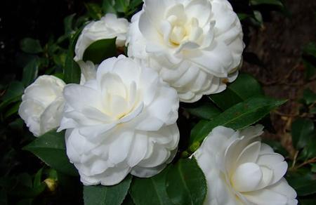 白色山茶花的花语（美丽、神秘、纯洁的山茶花）