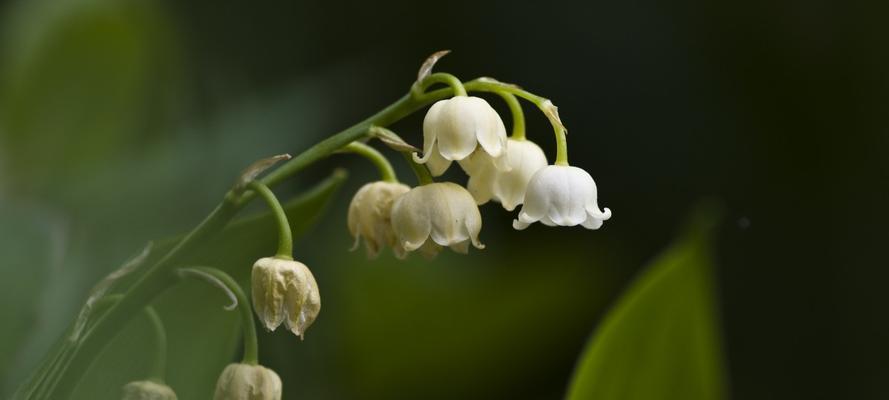 铃兰花语大全——探寻花语背后的寓意（铃兰，代表着什么？——解读花语与传递爱意）