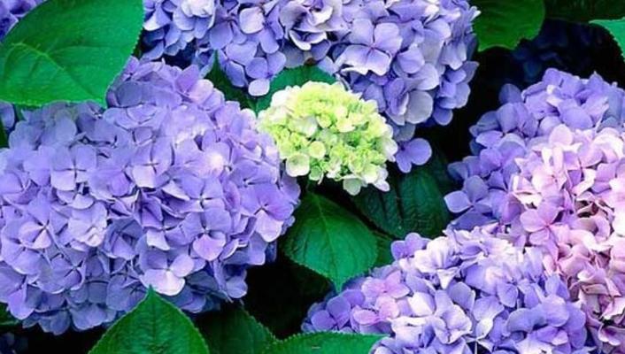 绣球花的花语及文化内涵（探寻绣球花的象征意义与历史渊源）