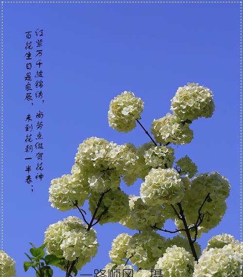绣球花的花语及文化内涵（探寻绣球花的象征意义与历史渊源）