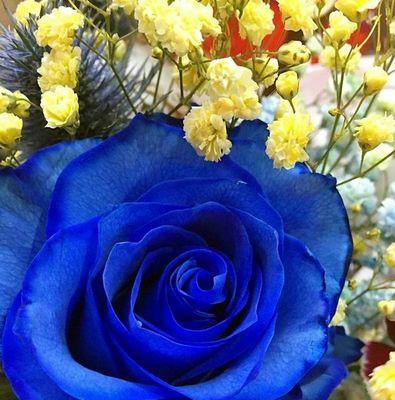 浪漫蓝色之花——蓝玫瑰的花语（解读蓝玫瑰的意义，传递爱意和祝福）