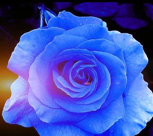 蓝色的绚烂-解读蓝玫瑰的意义（蓝色花海中的奇迹，蓝玫瑰的象征、蓝色的力量）