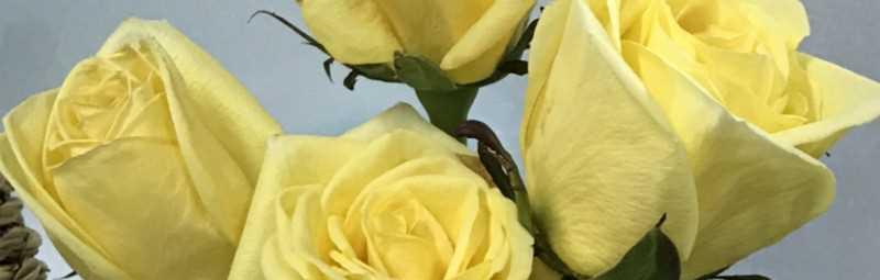 黄玫瑰的代表意思（花开花落，情感的代言）