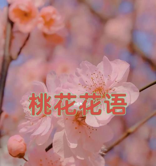 桃花-花语与象征（桃花的美丽寓意）