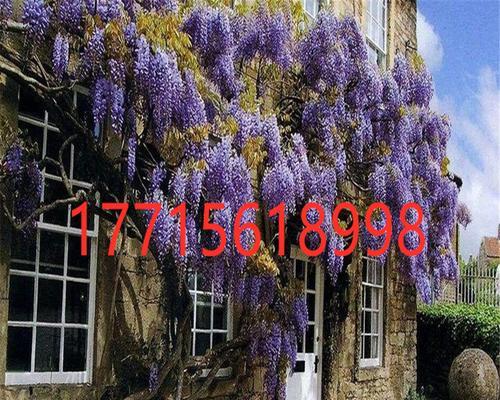紫藤花期长短有多少天？（盘点紫藤花期时间长度及其花开花落的原因分析）