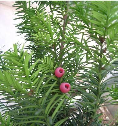 红豆杉的种植方法（从选地到养护，打造一个健康的红豆杉）