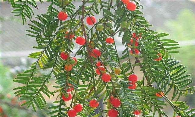 红豆杉的种植方法（从选地到养护，打造一个健康的红豆杉）
