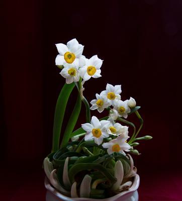 水仙花开完花后的处理方法（怎样让水仙花更加健康长存）