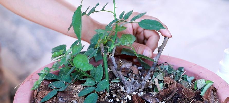 盆栽月季花修剪方法与技巧（打造美丽盆栽月季要注意的八个细节）