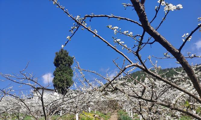 李花开放季节（探秘李花的魅力与特点）