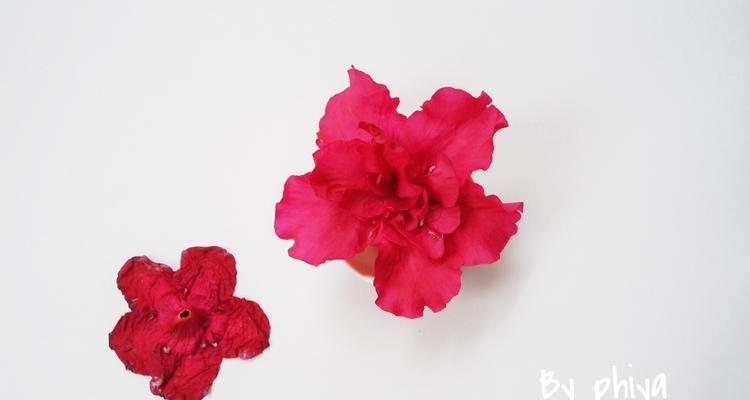 杜鹃干花水养多久开花（花艳似锦，水浸长存）