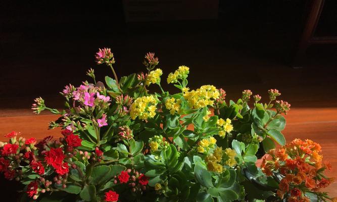 圣诞伽蓝花的养殖方法（打造独特的圣诞花园，让伽蓝花盛开绚丽多彩）