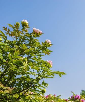 牡丹盛放时节，五月最艳（探秘牡丹开花时间，赏析最美牡丹）