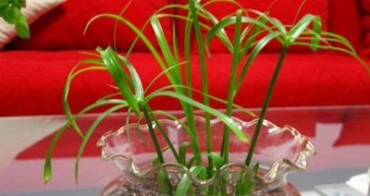 水竹养殖方法详解（如何种植和管理水竹，让其生长茁壮？）