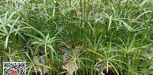 水竹养殖方法详解（如何种植和管理水竹，让其生长茁壮？）