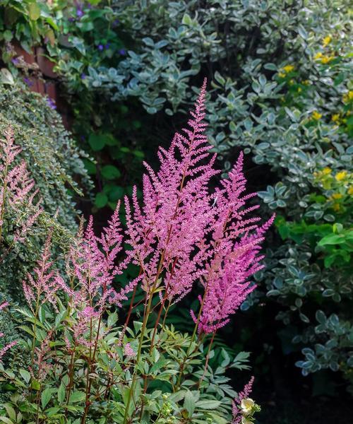 夏季适合种植的花卉推荐（品种丰富，选择困难？不妨看看这几种）