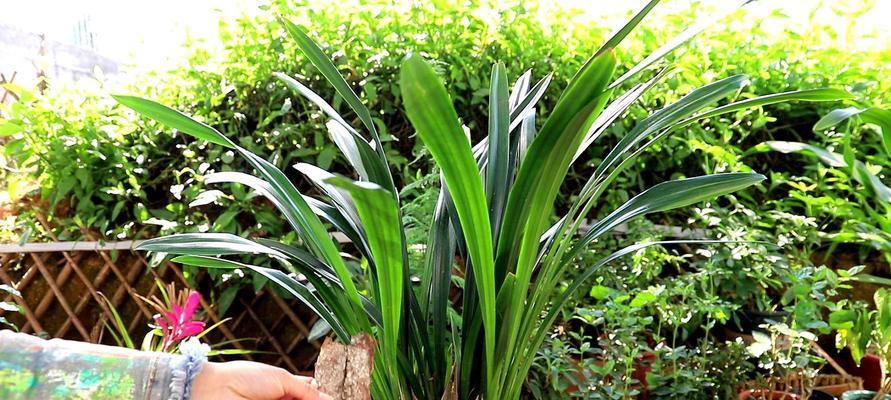 盆栽墨兰的养殖方法——让你的家园更美丽（美丽的墨兰，如何正确地养护它？）