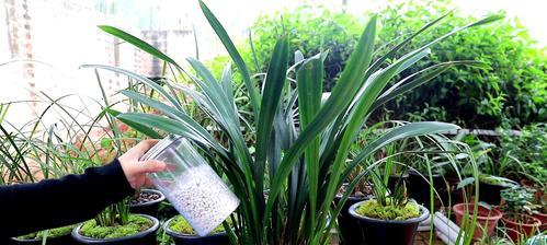 盆栽墨兰的养殖方法——让你的家园更美丽（美丽的墨兰，如何正确地养护它？）