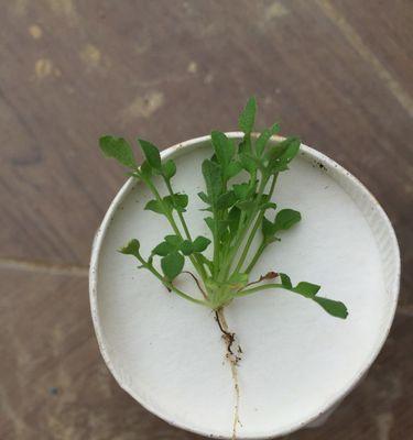 翠蝶花种植指南（打造美丽花园，让翠蝶舞动）