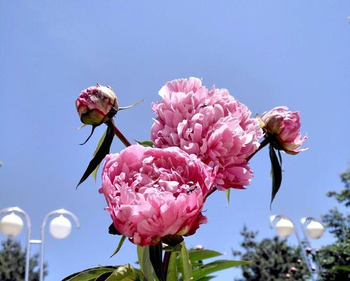 如何养护凋谢的芍药花（教你几招抢救凋谢芍药花，让它们重现春天的美丽）