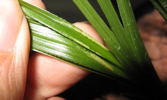 蕙兰常见病害及防治方法（打造健康的蕙兰花园，预防病害从我做起）