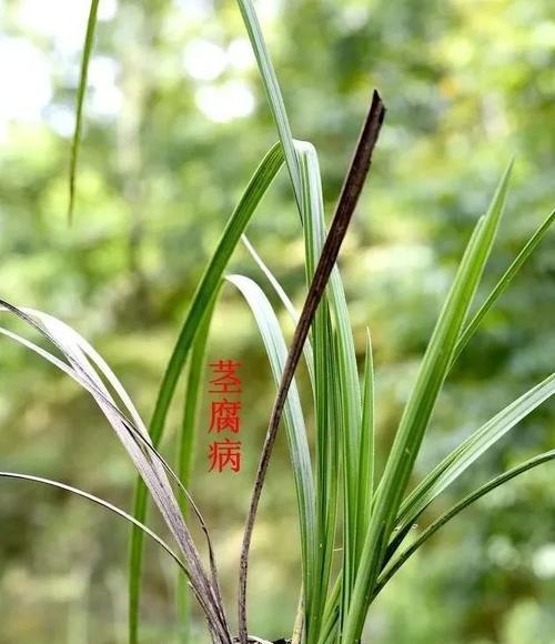 蕙兰常见病害及防治方法（打造健康的蕙兰花园，预防病害从我做起）