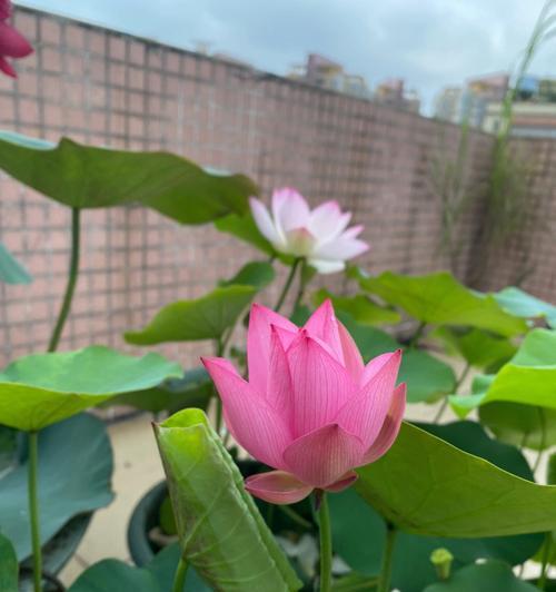 荷花栽培全攻略（打造美丽水上花园）