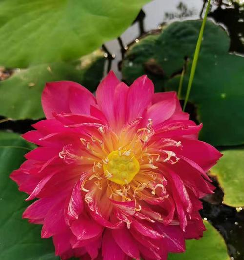 荷花栽培全攻略（打造美丽水上花园）
