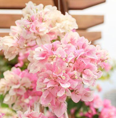 红心樱花三角梅——缤纷夏日的花海（勤花不负花开，亚热带风情醉人心）